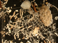 Microscope photo of fossil animals recovered from sediment cores taken beneath the Amery Ice Shelf. They include glass sponges, bryozoa, and molluscs (snails).