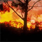 2000 New South Wales Bushfires Thumbnail 