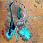 Lake Eyre Revitalised 2009