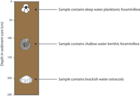 Simplified examples of progression in sediment core from shallow to deep water environment.