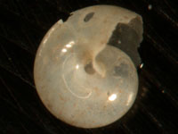 Pteropod
