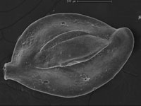 Benthic foraminifera Quinqueloculina crassicarinata