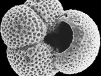 Planktonic foraminifera Globigerina bulloides