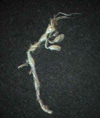 A small caprellid crustacean from Jervis Bay, NSW