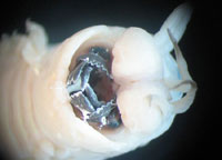 The impressive mouthparts of a eunicid worm from Jervis Bay, NSW
