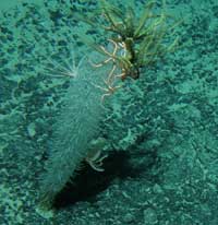 A glass sponge with brittlestars and crinoids from Capel Basin