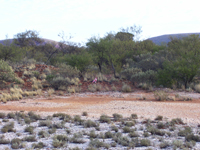 Site survey Warrakurna, WA