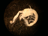 What looks like barren sediments may be home to small and unusual animals such as this Ghost Shrimp (25mm long)