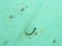Acorn worm and sea piglets from the Western Margins Survey &copy; Geoscience Australia