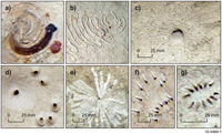 Fig 1. A sample of the types of lebensspuren identified from still images: a) acorn worm spiral with the animal forming the feature: b)  acorn worm switchback; c) rayed mound; d) burrow cluster; e) large rosette; f) matchstick feature; g) ovoid pinnate. Scale bars are 25 millimetres.