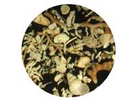 View of microfossils from Antarctica down a microscope.