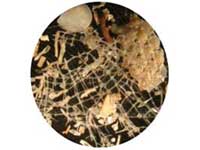 View of microfossils from Antarctica down a microscope.