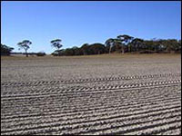 Kauring test site Hill 3 (north) looking east from 505075-6469721 MGA50