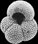 Foraminifera