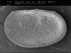 Ostracods