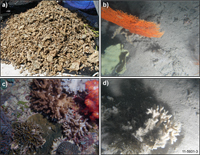 Fig 3. Significant biological communities identified from surveys GA-322 and GA-325: a) Coral rubble (Area A, 90 metres depth); b) sponge and octocoral gardens (Area C, 60 metres depth); c) hard coral communities (Area A, 13 metres depth); d) branching mesophotic coral (Area D, 53 metres depth).