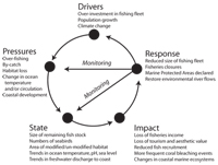 Fig 1.  Drivers-Pressures-State-Impact-Response (DPSIR) Framework as used by the Regular Process in relation to the ocean environment (UNEP 2009). Drivers result in Pressures that have an effect on the State of the environment. Measuring the State of marine ecosystems also allows the Impact of pressures to be assessed and guides government policy Responses. Monitoring is required to gauge the effectiveness of the policy Responses. 