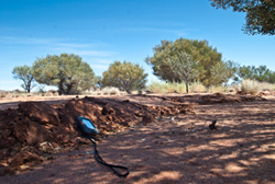Earthquake Geologist Dr Andrew McPherson taking measurements of the rupture.