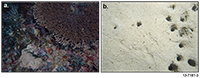 Figure 4: This figure shows examples of the biological communities from the Joseph Bonaparte Gulf in survey Area A as identified in the underwater video to help with seabed substratum classification. A) this image shows hard coral communities growing on the hard, rocky outcrops of banks in 13 m water depth, and b) sediments bioturbated from marine animals on a plain in 104 m water depth.