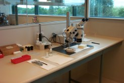 A binocular microscope is used to hand-pick individual grains for a final pure mineral concentrate, ready to be prepared for mass spectrometer analysis. Mineral Separation Laboratory, Geoscience Australia