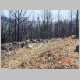 Forest regrowth near Mt Stromlo Observatory after fires - Geodesy