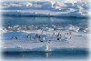 Antarctic Geoscience thumbnail