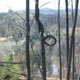 Burnt trees in the Cotter area