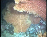 Sponge on the coral reefs in Gulf of Carpentaria. &copy; Geoscience Australia.