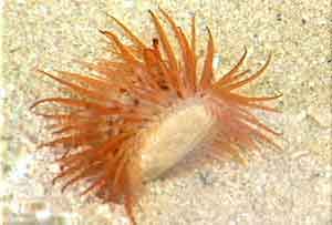 Examples showing the preference of different types of biota for different substrate types in the marine environment