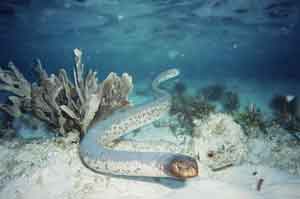 Examples showing the preference of different types of biota for different substrate types in the marine environment