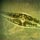 icon - Diatoms article