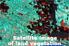Satellite image of land vegetation