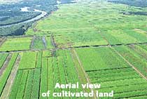 Aerial view of cultivated land