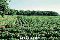 Crops patch in cultivated land