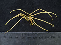 Fig 1. Sea spiders (pycnogonids) from the Southern Ocean near Heard Island.