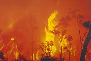 Bushfire scene (Image courtesy of EMA)