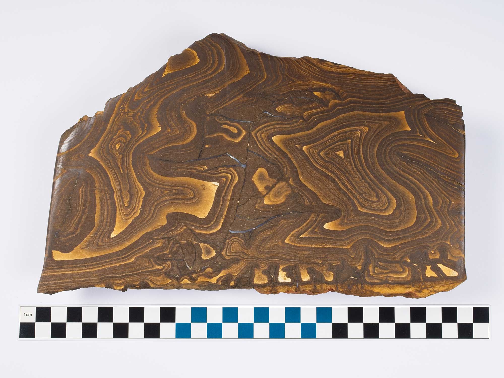 Photograph of a polished rock slab displaying intricate, swirling brown and tan banding patterns typical of sedimentary formations. A black, white, and blue checkered scale bar below provides size reference, highlighting the rock's layered texture and natural mineral variations.