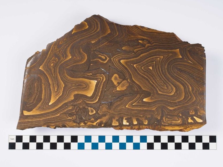 Photograph of a polished rock slab displaying intricate, swirling brown and tan banding patterns typical of sedimentary formations. A black, white, and blue checkered scale bar below provides size reference, highlighting the rock's layered texture and natural mineral variations.