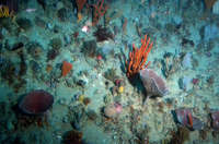 Underwater image of sponges and bryozoans on a sandy seafloor.