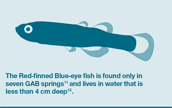 The Red-finned Blue-eye fish is found only in seven GAB springs, and lives in water that is less than 4 cm deep.