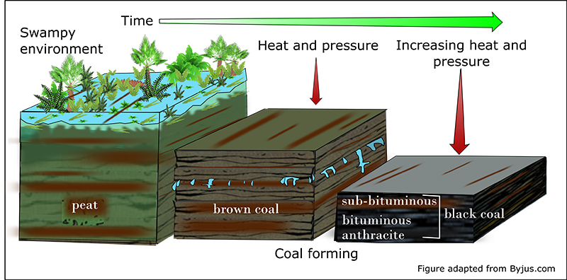 Three cubes are shown in fron of an arrow indicating the progression of tie. The first cube has peat forming uder a swamp with ferns and fern-trees. The second cube contains layers of brown coal. Water is dripping from some layers. The third cube has layers of black coal with bands of brown coloured material. The Second cube has an arrow above it labelled heat and pressure and the third cube an arrow labelled increasing heat and pressure.