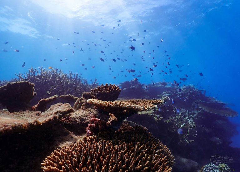 Healthy coral reef with schools of tropical fish swimming above branching and plate corals in clear blue water
