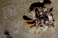 Boulder sitting on the seafloor