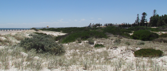 Photo of sand dunes covered in grasses and shrubs, with the Adelaide city skyline and buildings in the background.