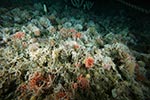 Diverse hydrocoral, sponge and bryozoan community within a shelf cutting canyon on the East Antarctic margin. Photo credit: Australian Antarctic Division.