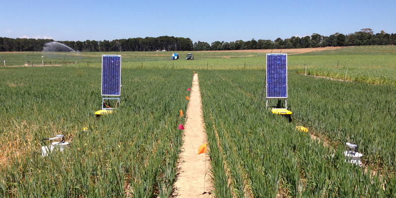 Solar powered scientific monitoring equipment situated amongst an agricultural crop