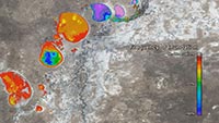 Satellite image showing frequency of inundation of a lakes system in western New South Wales. Colour scale shows frequency of inundation by surface water.