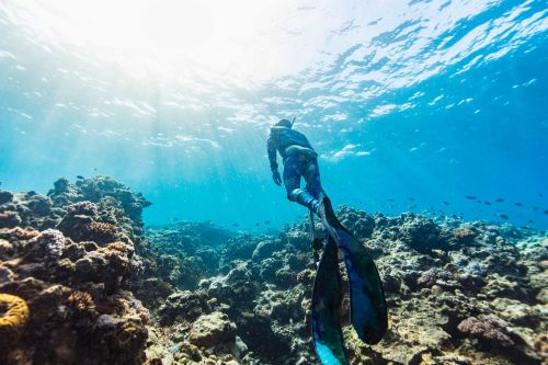 Snorkeller swimming above a shallow coral reef, observing reef habitats in clear tropical waters