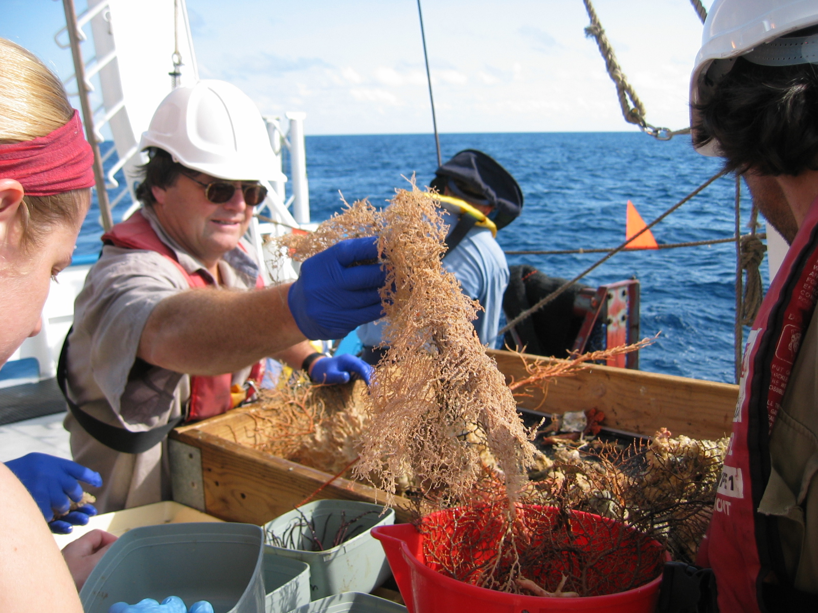 Researchers sort and identify animals on a boat