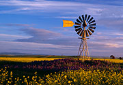 Windmill in canola field. Copyright Getty Images [Panoramic Images].